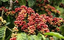 Đề án tái cơ cấu Tổng công ty Cà phê Việt Nam